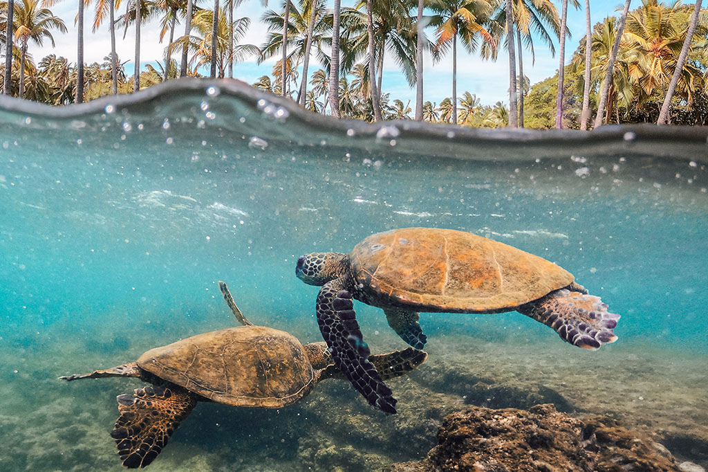 turtles underwater