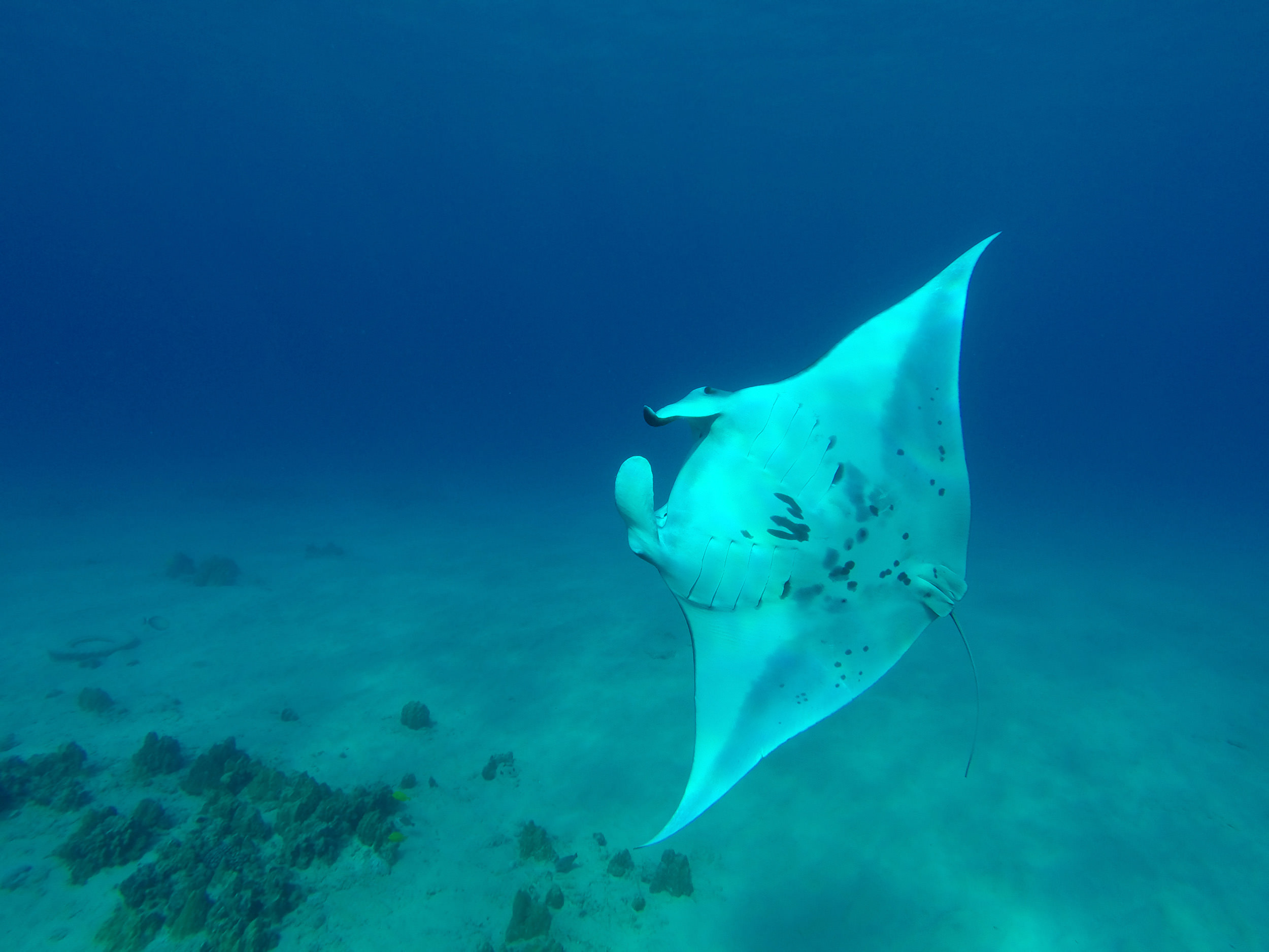 sting ray swimming in the ocean