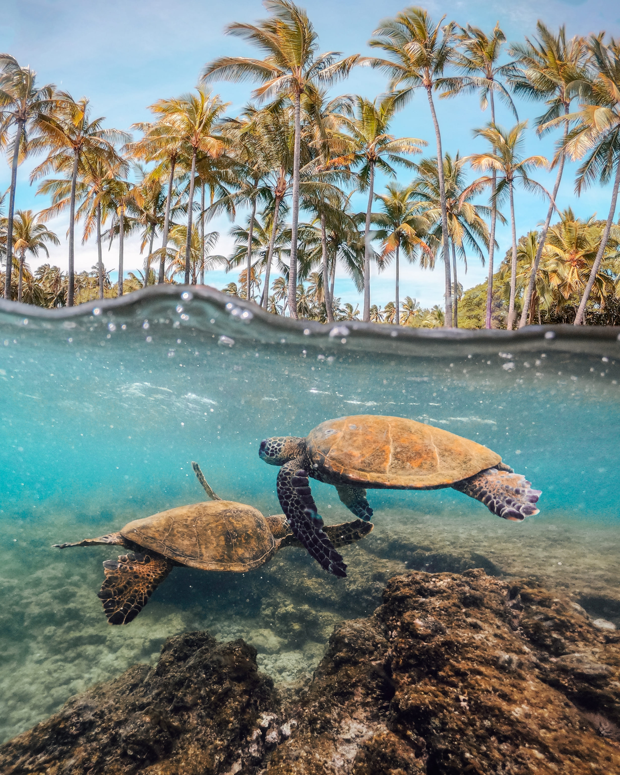 turtles swimming