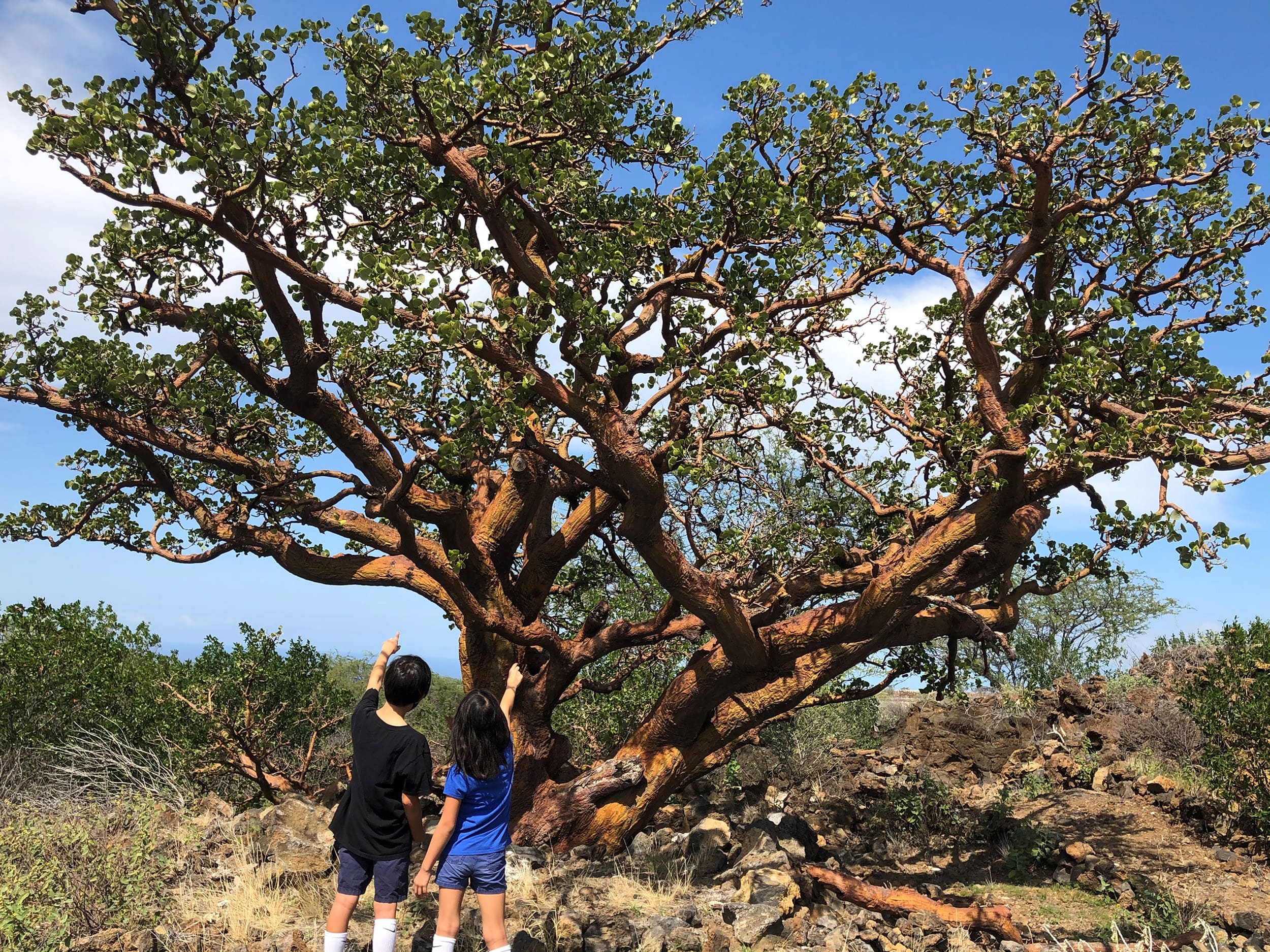 two people looking at a tree