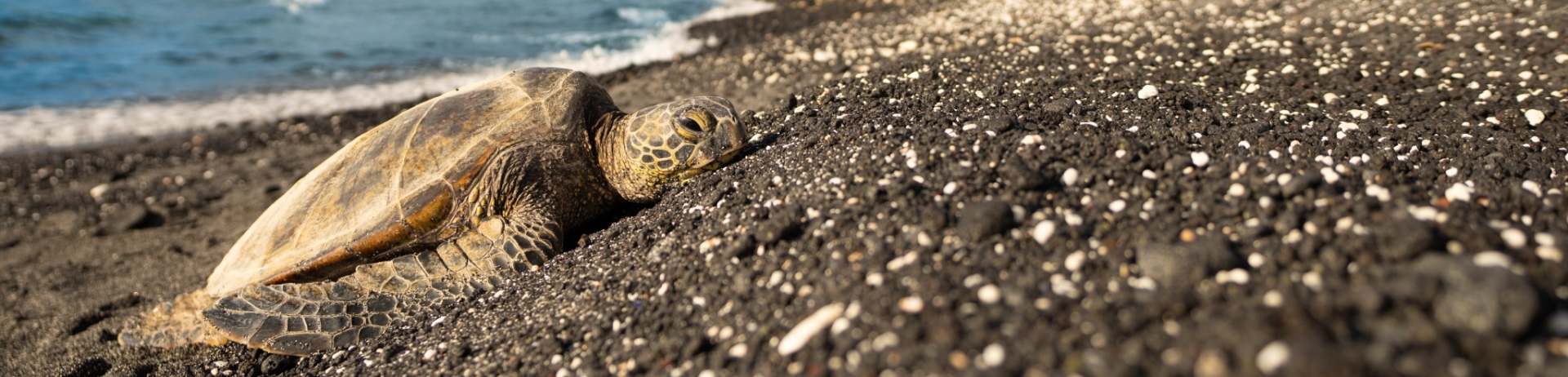 Hawaiian Sea Turtle resting on ocean shore