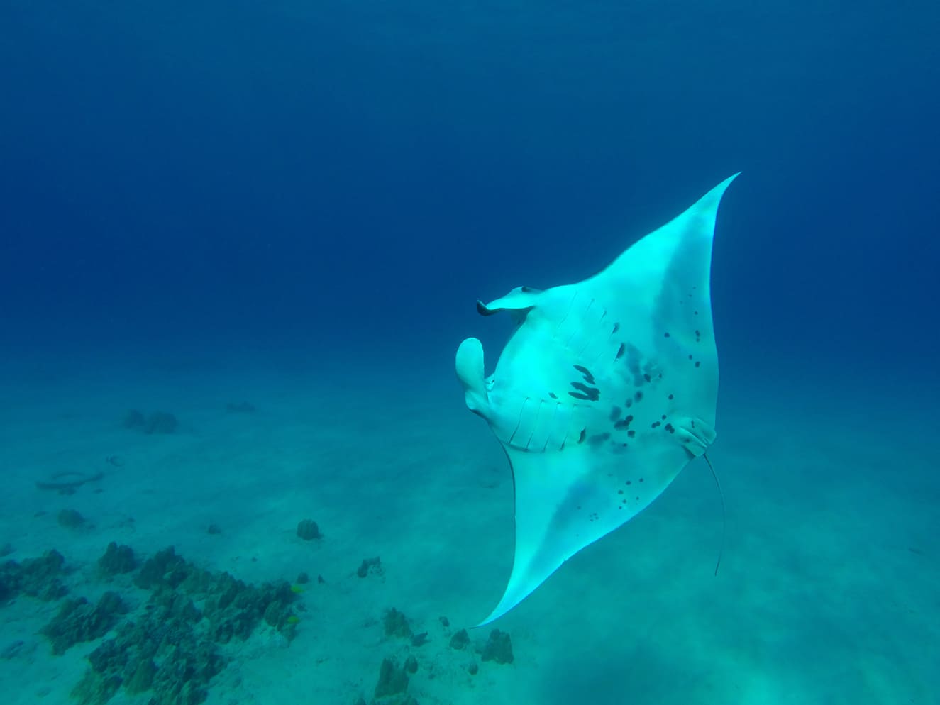 manta ray swimming