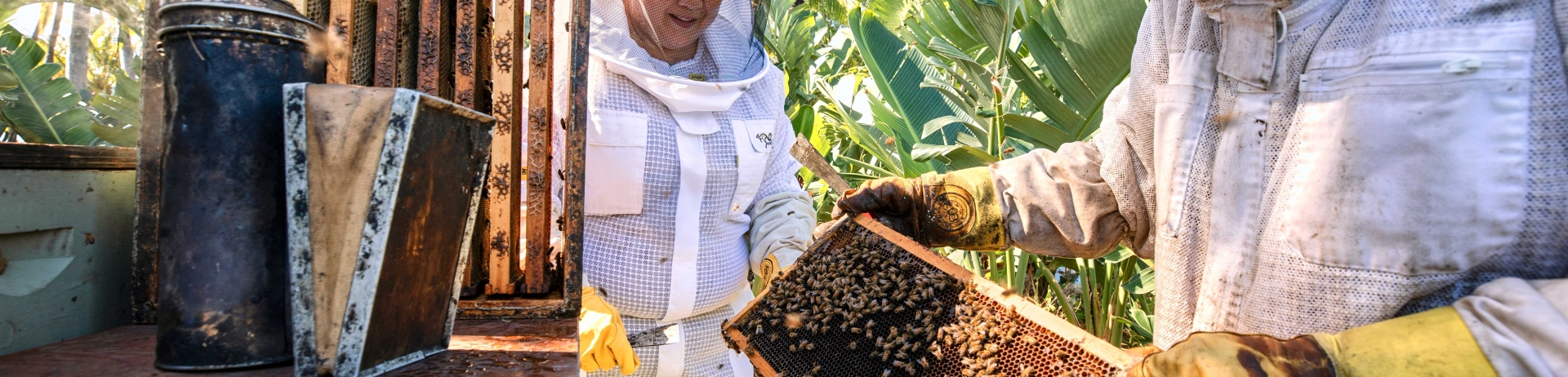 Bee Keeper harvesting honey from bee hives