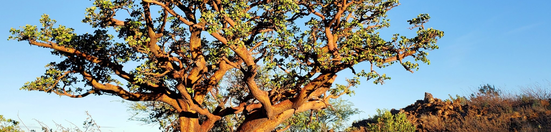waikoloa dry forest tree