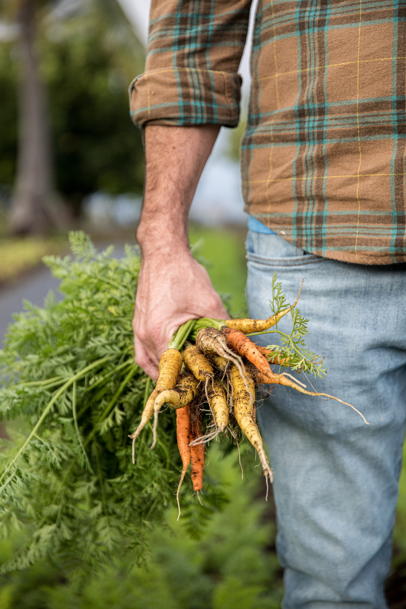 Man holding a bunch of carrots